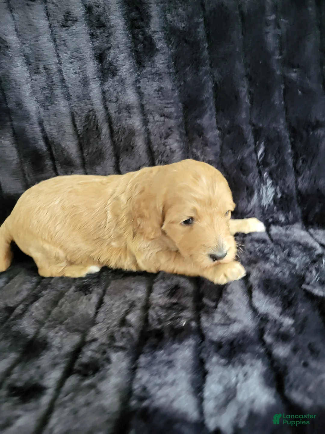Standard Poodle dogs for sale: Standard Poodle Puppy Female - Ad 2