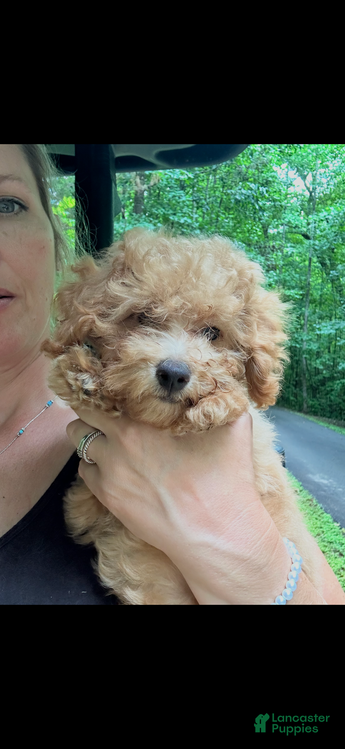 Toy Poodle dogs Charlie - Ad 1