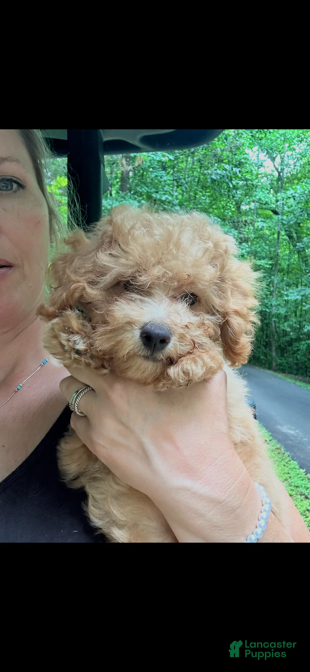 Toy Poodle dogs for sale: Charlie - Ad 1