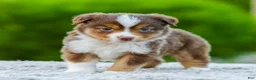 Miniature Australian Shepherd dogs for sale: Digger - Ad 3