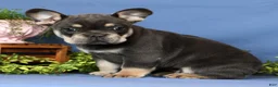 French Bulldog dogs for sale: Karl - Ad 4