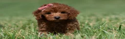 Maltipoo dogs for sale: Poppy seed F1 - Ad 7
