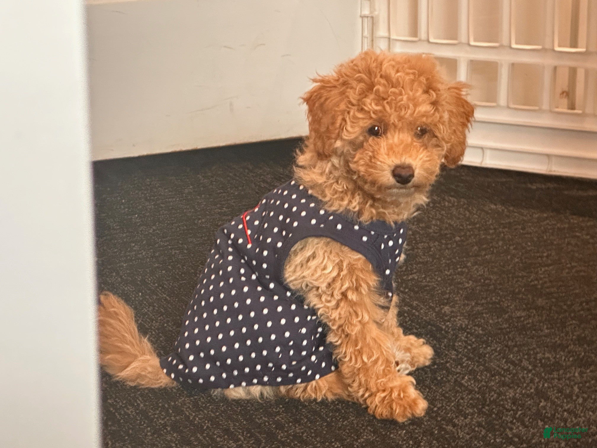 Toy Poodle dogs for sale: Truvy - Ad 1
