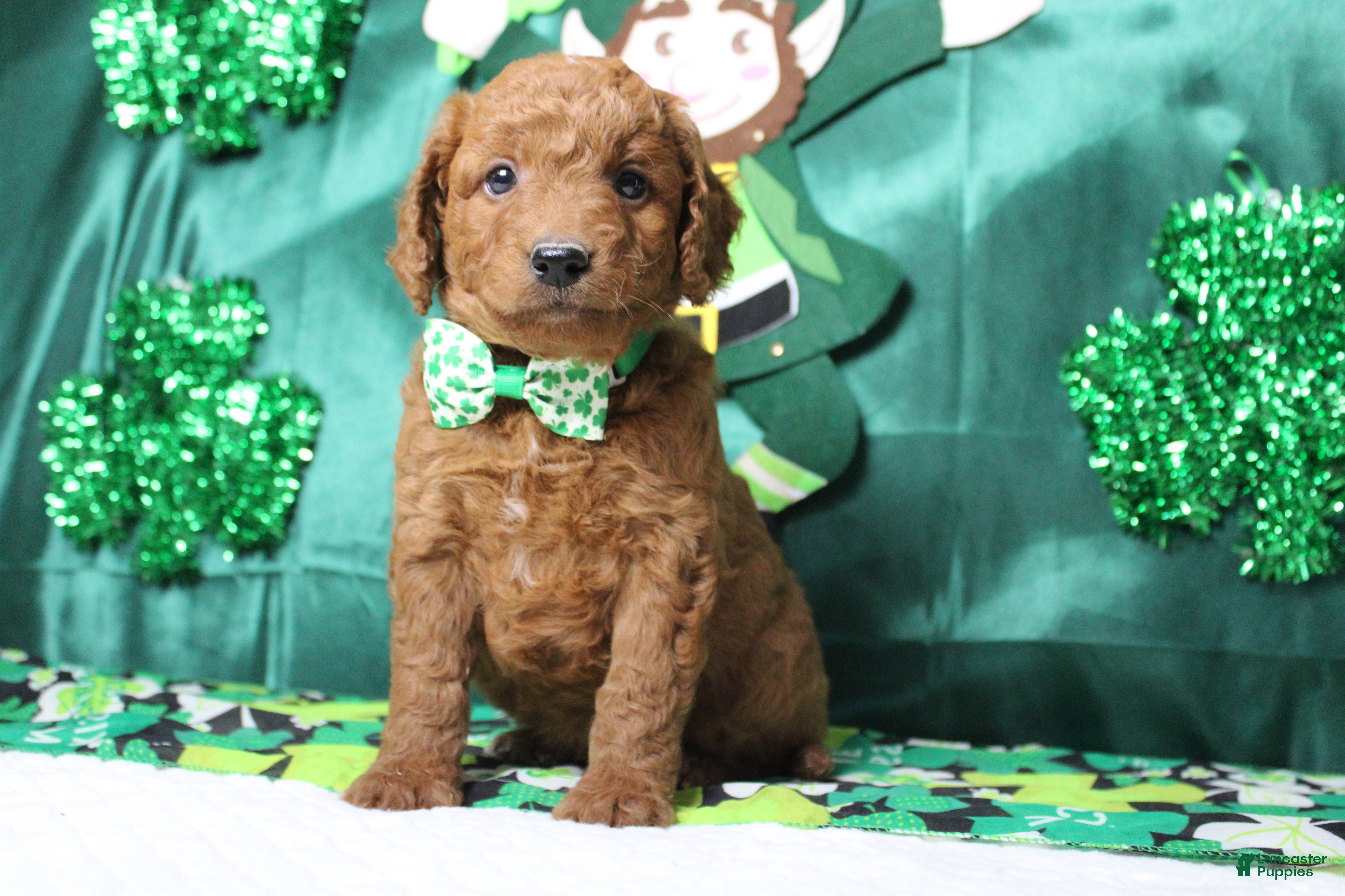 Goldendoodle dogs Sprite  - Ad 33