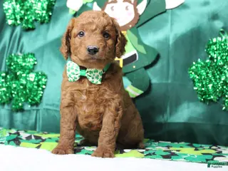 Goldendoodle dogs Sprite - Ad 11