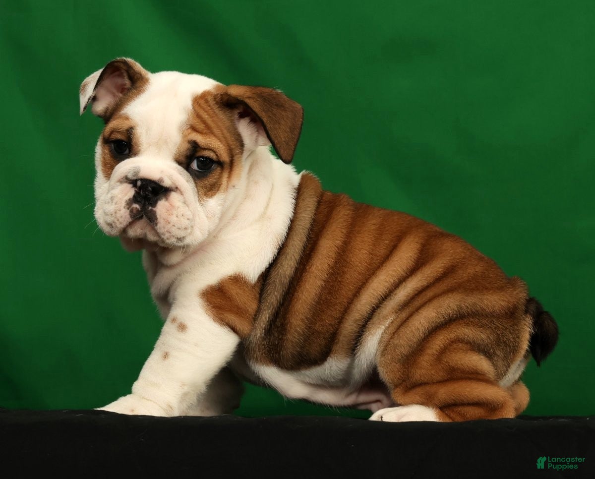 English Bulldog dogs Ollie - Ad 2