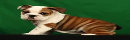 English Bulldog dogs for sale: Ollie - Ad 2