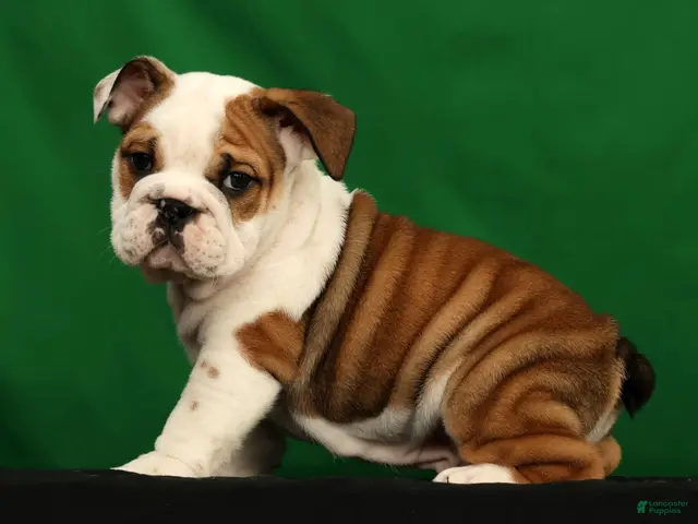 English Bulldog dogs for sale: Ollie - Ad 2