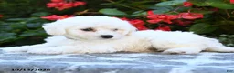 Bichon Frise dogs for sale: Olivia - Ad 4