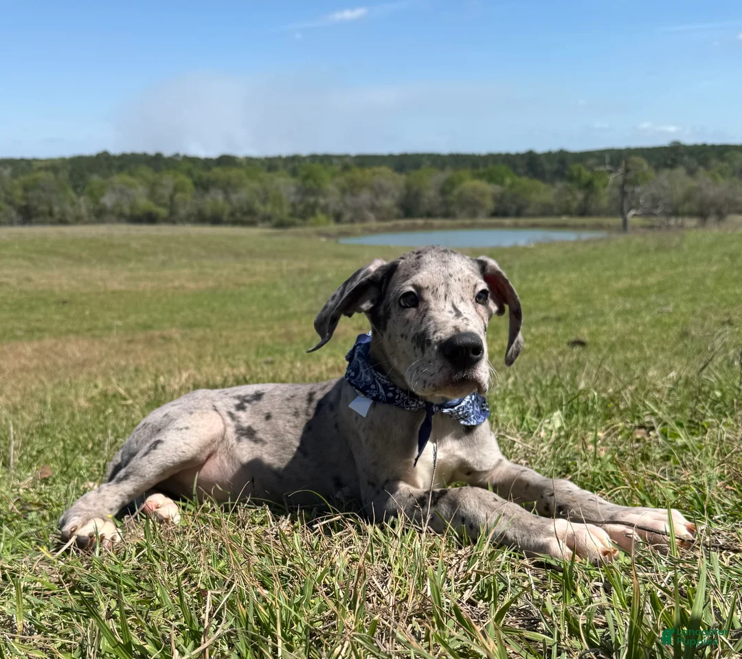 Great Dane dogs for sale: Euro Merle Willis - Ad 2