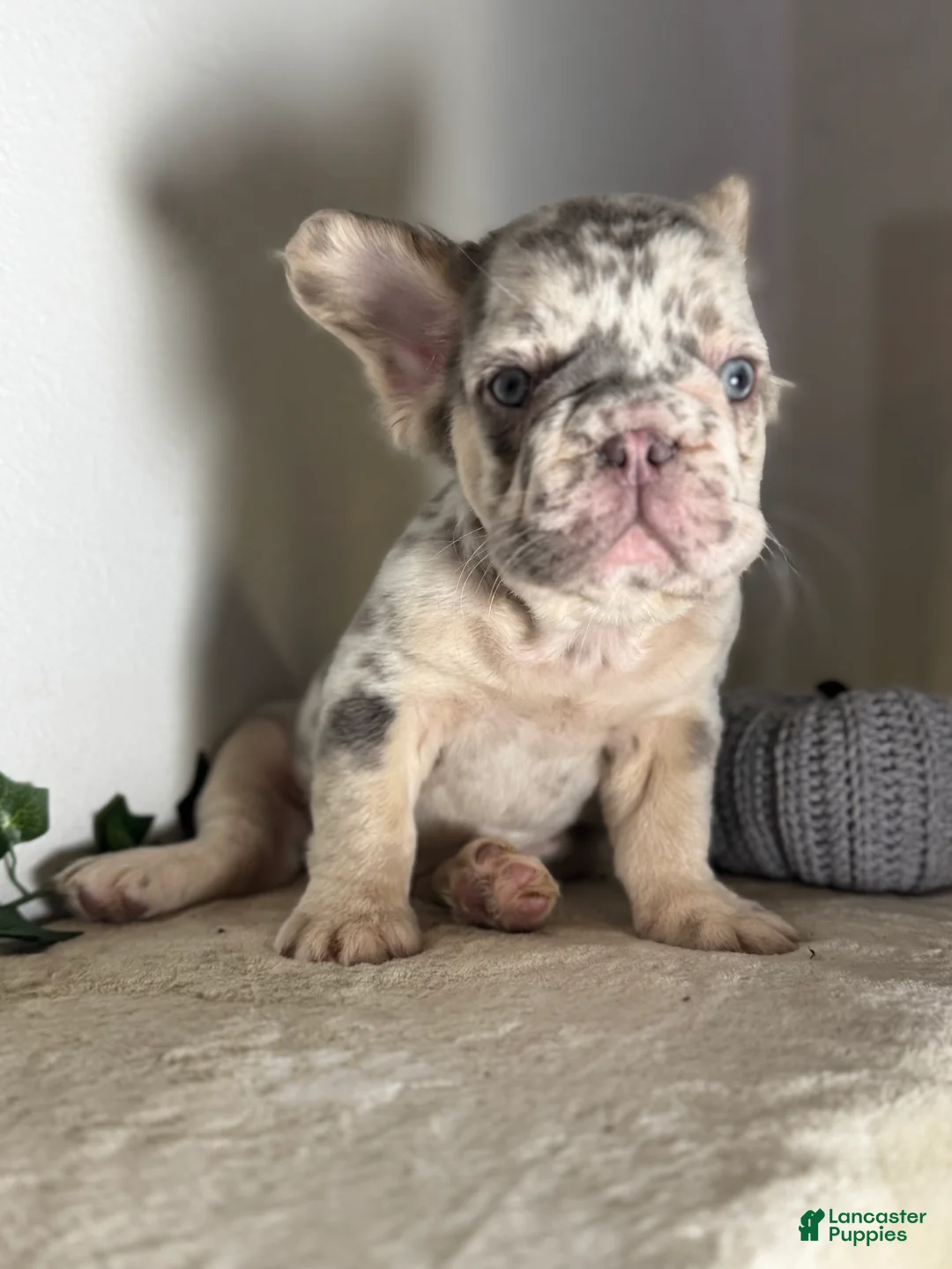 French Bulldog dogs for sale: Big Rope Lilac tan Merle Fluffy Male  - Ad 10