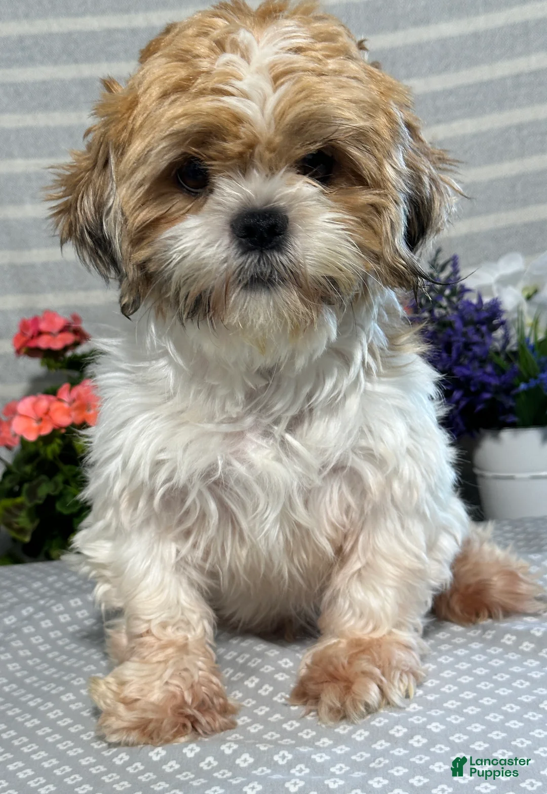 Shih Tzu dogs for sale: Sophia - Ad 6