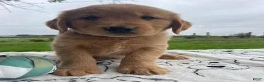 Marley