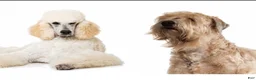 Whoodle dogs for sale: Whoodle Puppy 1 - Ad 2