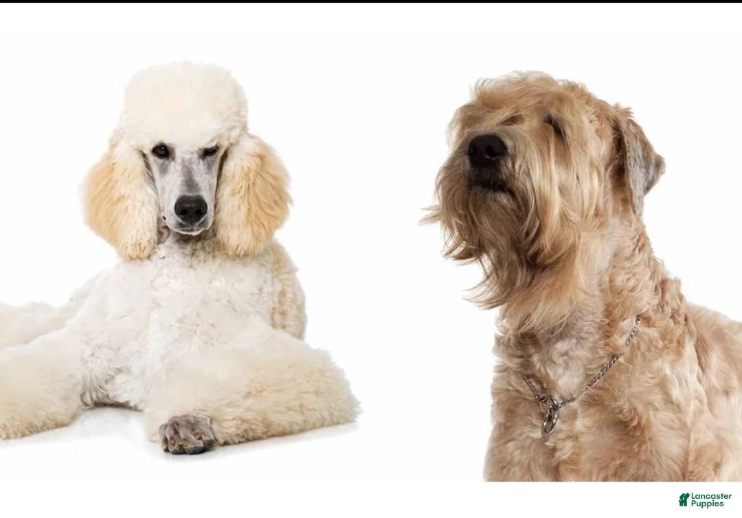 Whoodle dogs for sale: Whoodle Puppy 1 - Ad 2