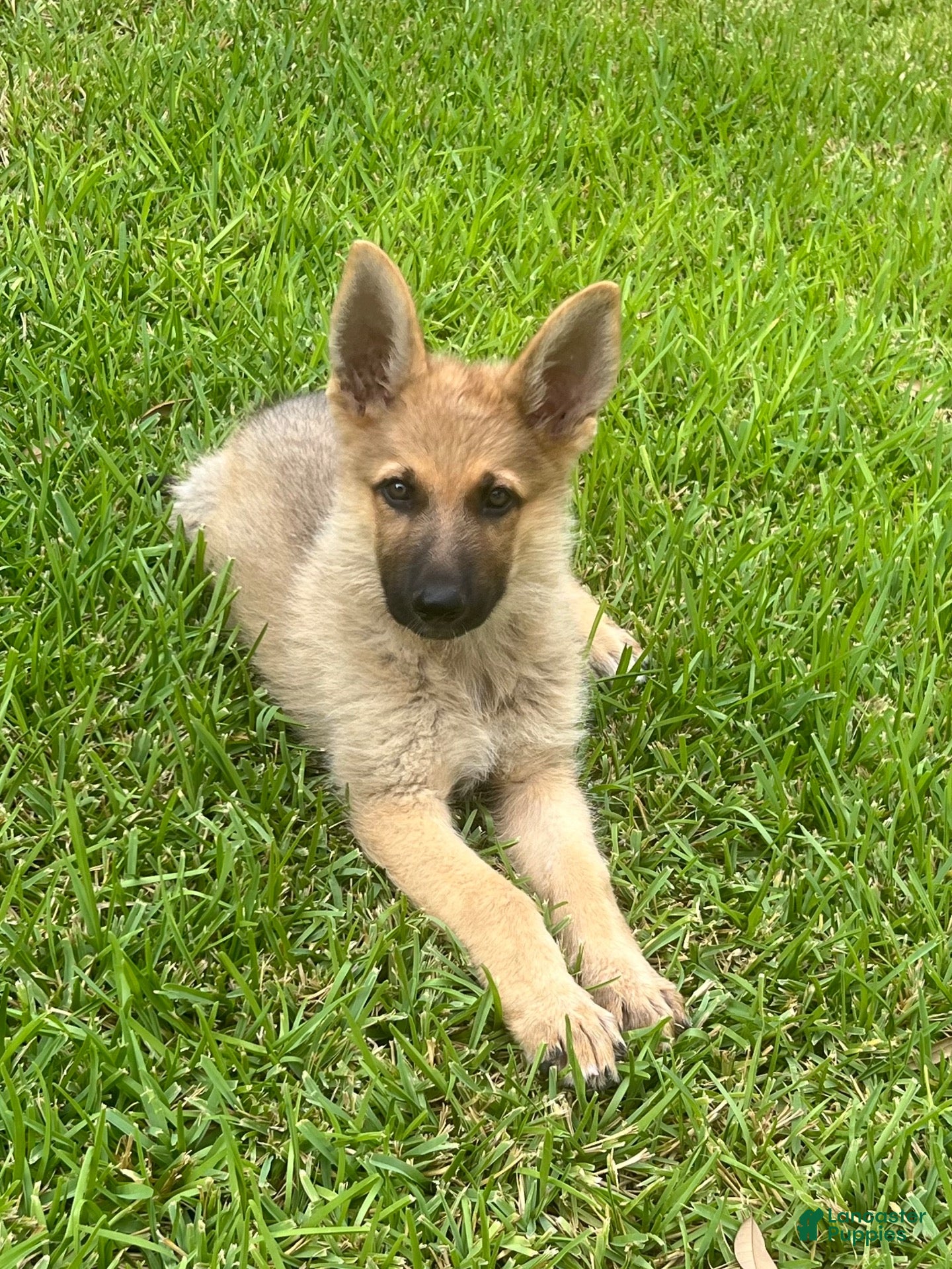 German Shepherd dogs German Shepherd 1 - Ad 16