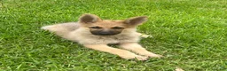 German Shepherd dogs for sale: German Shepherd 1 - Ad 1