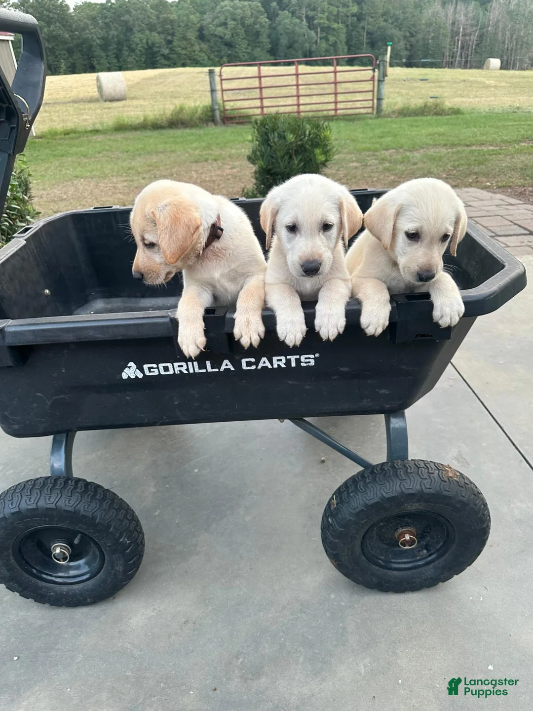 Labrador Retriever dogs for sale: Labrador Retriever 7 (green) - Ad 10