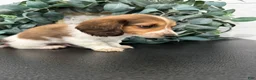 Miniature Dachshund dogs for sale: Romeo - Ad 9