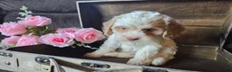 Cockapoo dogs for sale: Char - Ad 4