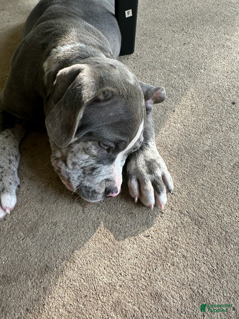 American Bully dogs American Bully 2 - Ad 2