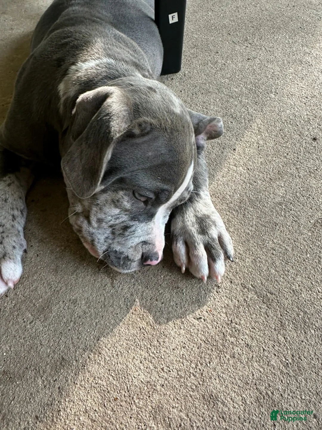 American Bully dogs for sale: American Bully 2 - Ad 2