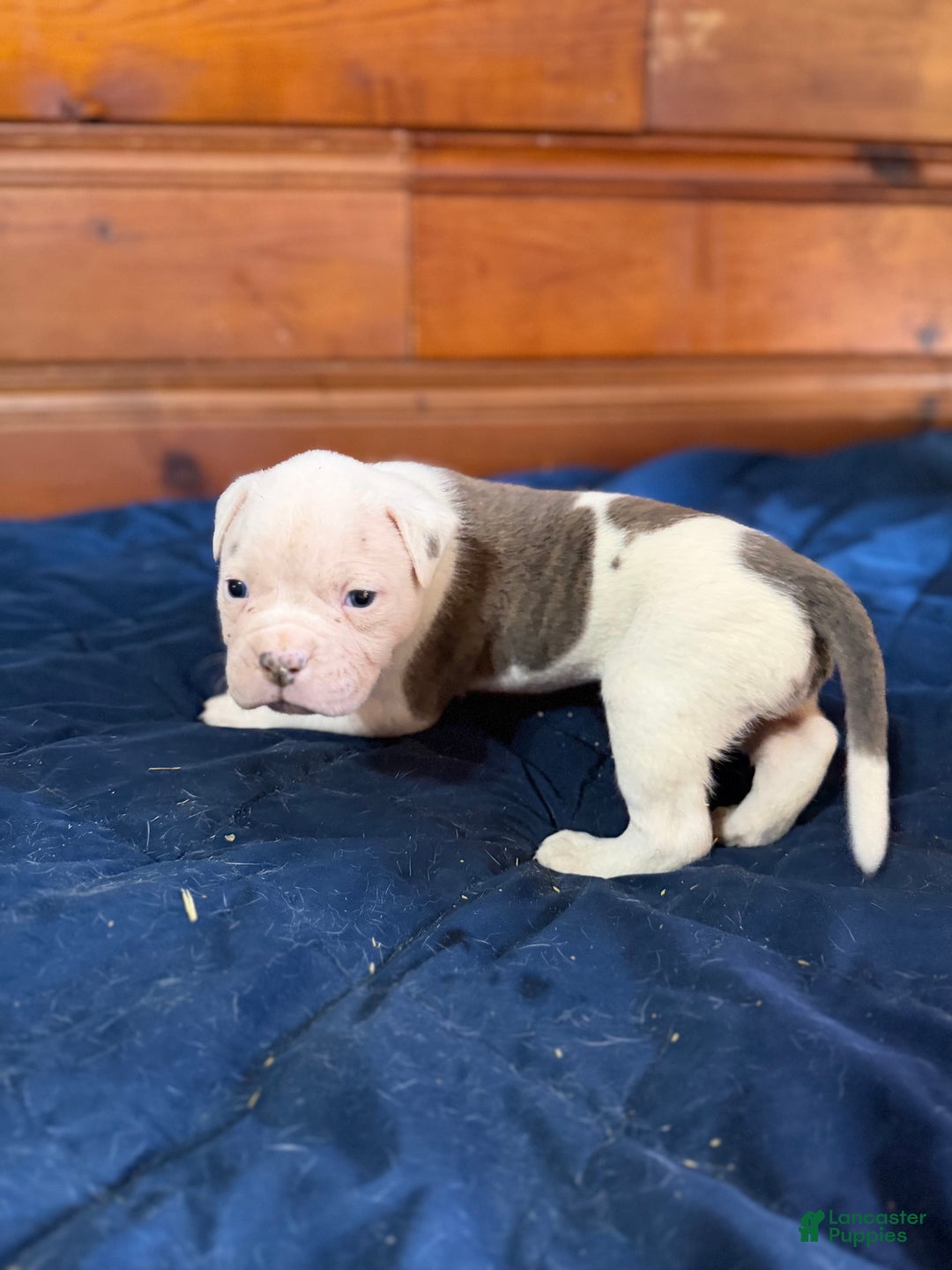 American Bulldog dogs for sale: Tank - Ad 3