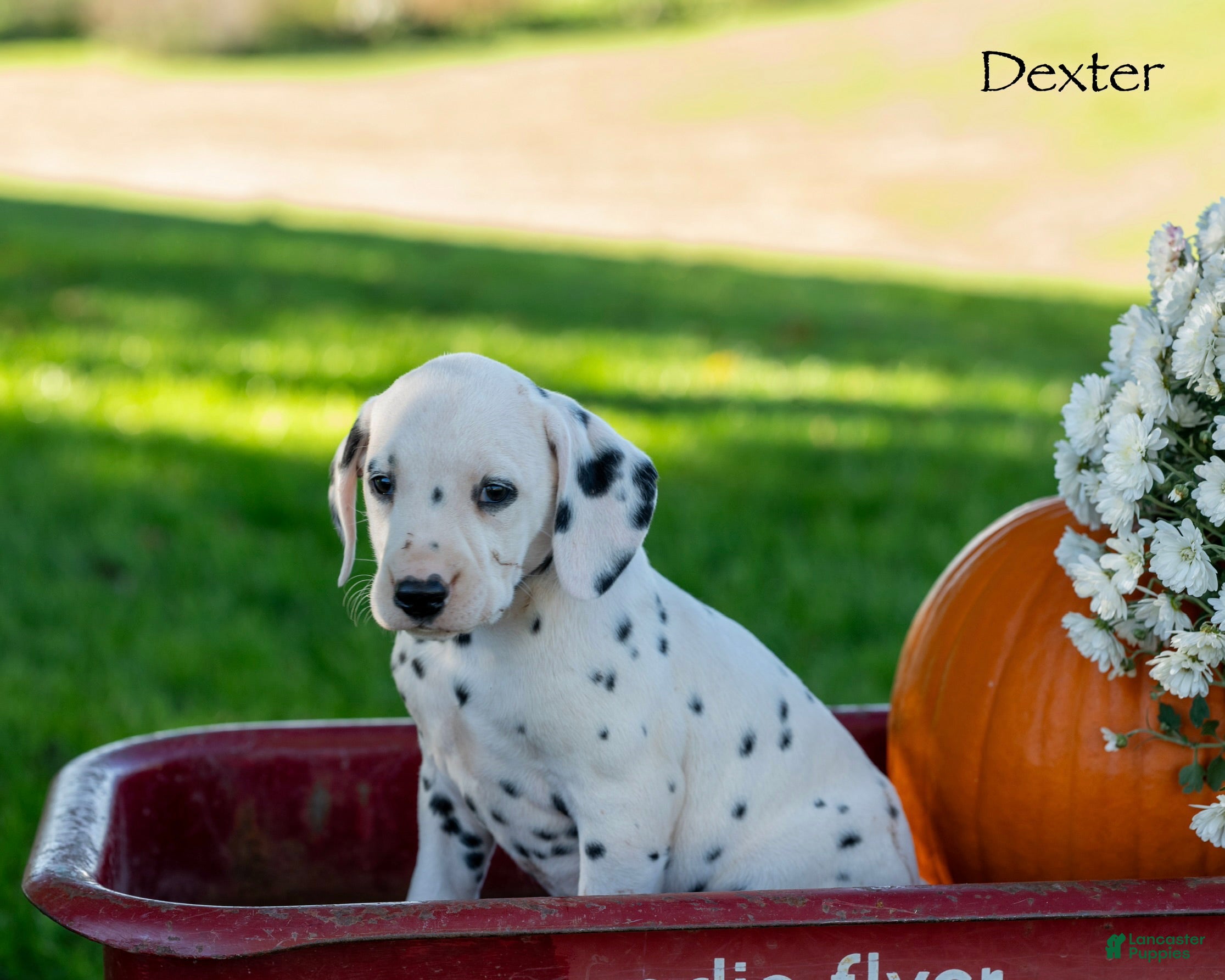 Dalmatian dogs Dexter - Ad 2