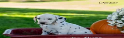 Dalmatian dogs for sale: Dexter - Ad 2