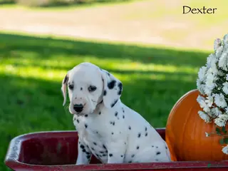 Dalmatian dogs Dexter - Ad 2