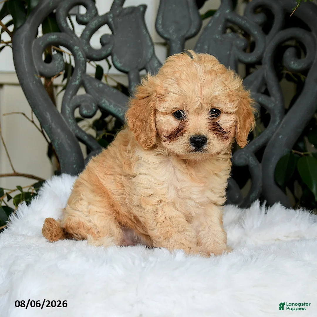 Cavapoo dogs for sale: Tessie - Ad 1