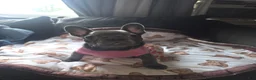 French Bulldog dogs for sale: Female French Bulldog 🐕🩷 - Ad 5