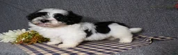 Havanese dogs for sale: Kye - Ad 6