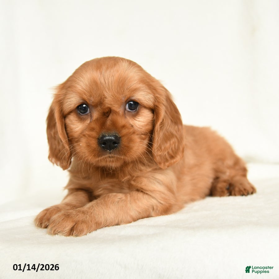Miniature Golden Retriever dogs Emmet - Ad 2