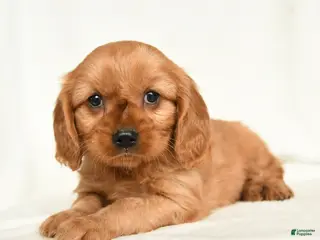 Miniature Golden Retriever dogs Emmet - Ad 15