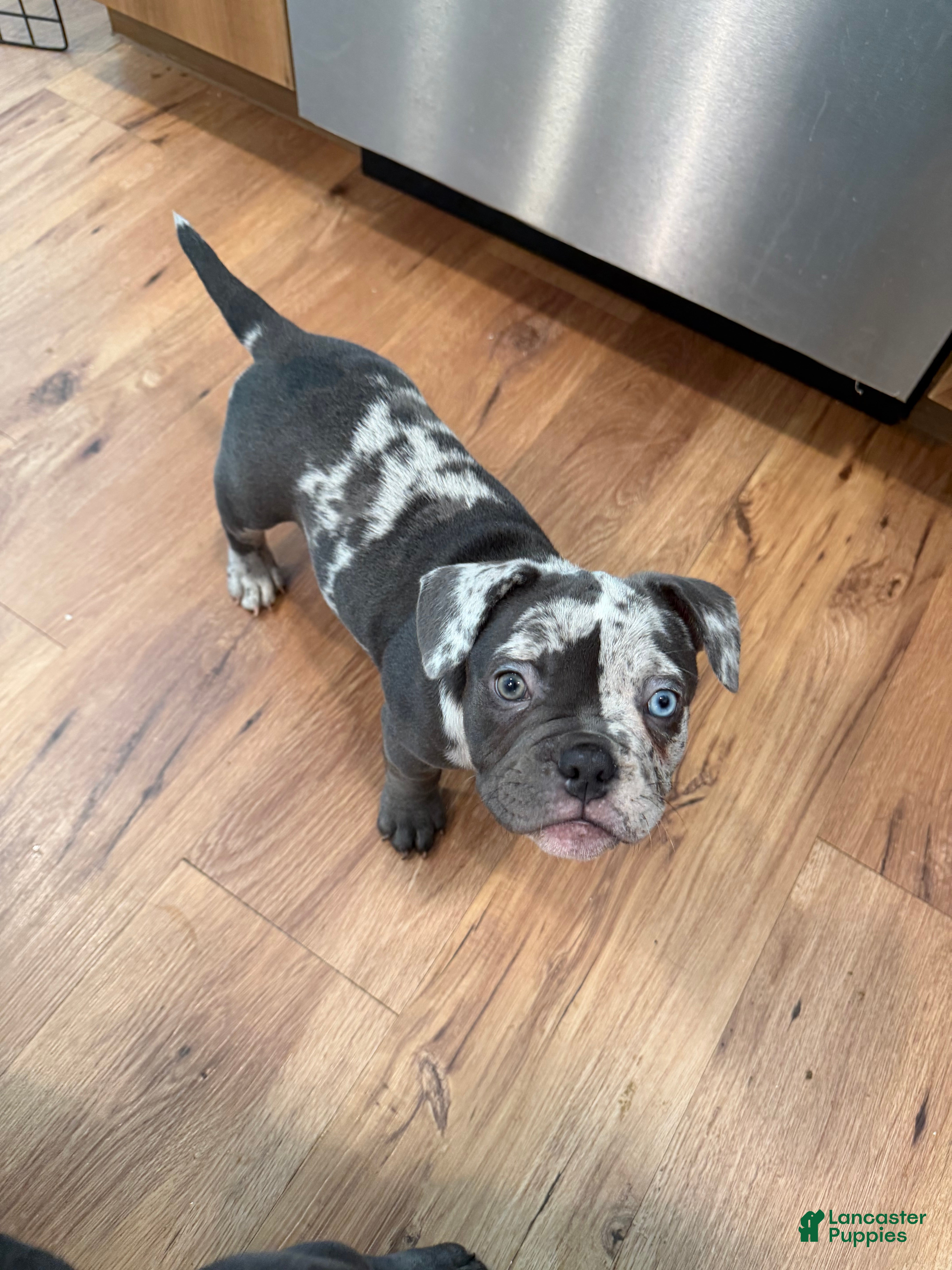 Mixed Breed dogs Black Merle Split Face, Micro Bully Female - Ad 7