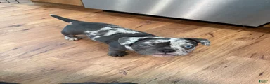 Black Merle Split Face, Micro Bully Female