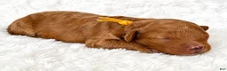 Cockapoo dogs for sale: Georgia - Ad 2