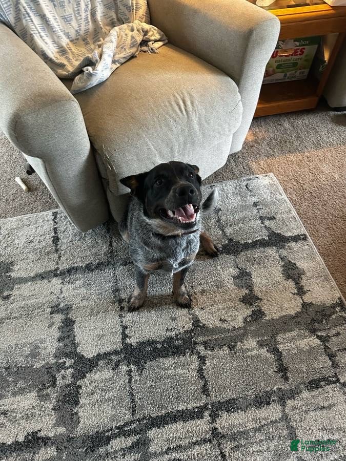 Australian Cattle Dog dogs Charlie  - Ad 25