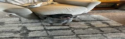Australian Cattle Dog dogs for sale: Charlie  - Ad 1