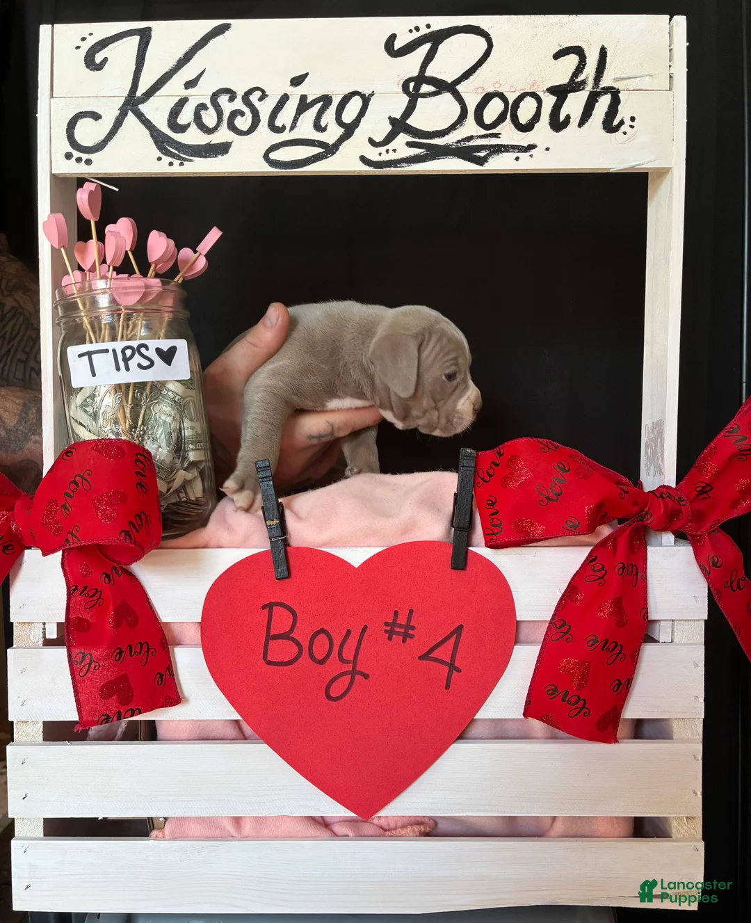 Olde English Bulldogge dogs for sale: Olde English Bulldogge Puppy 4 - Ad 3