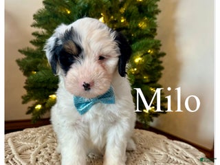Mini Bernedoodle dogs Milo - Ad 42