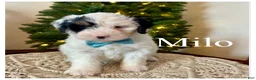 Mini Bernedoodle dogs for sale: Milo - Ad 5