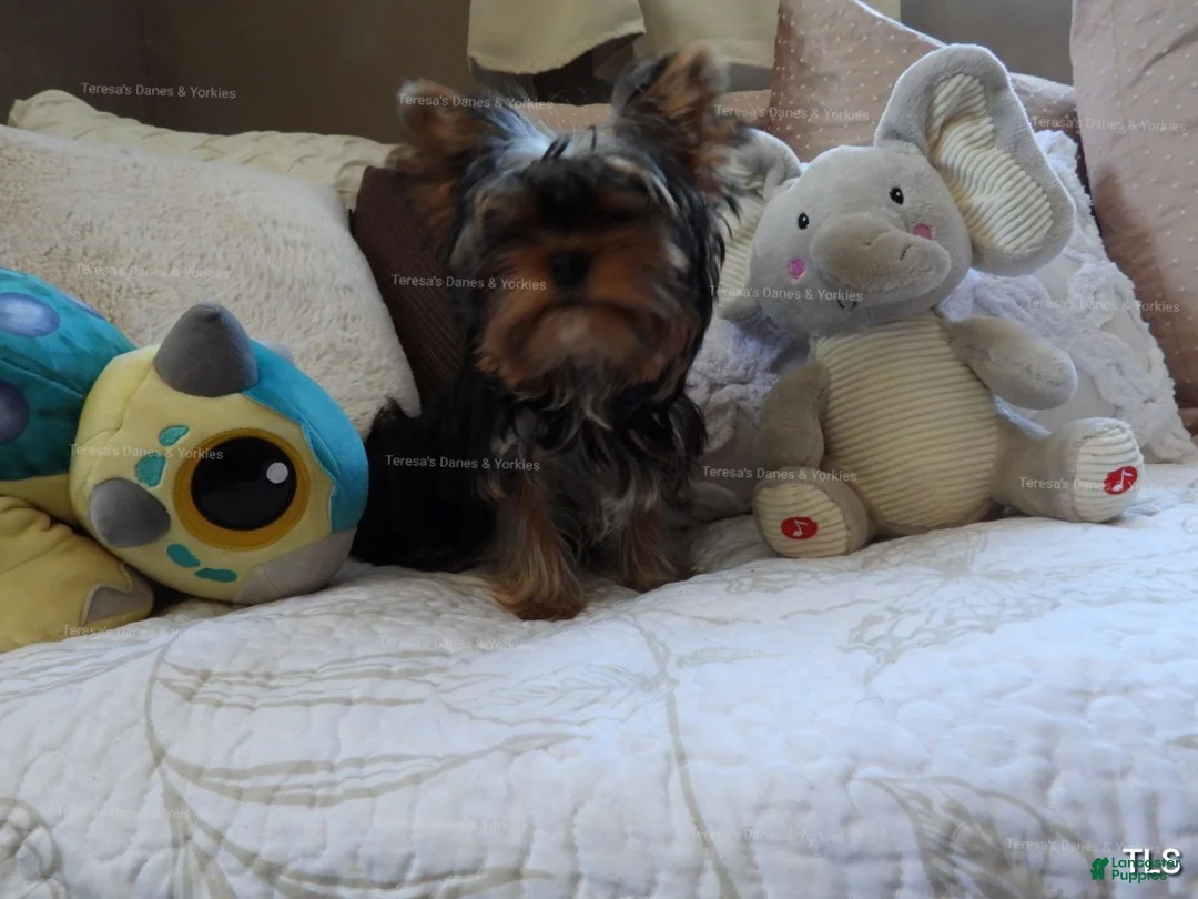 Yorkshire Terrier dogs for sale: Micro boy - Ad 5