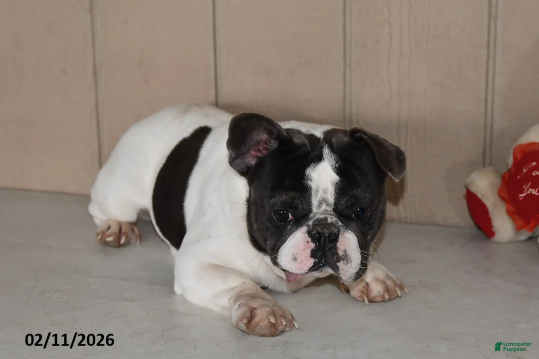 French Bulldog dogs for sale: Teddy - Ad 5