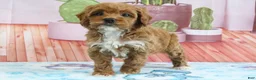 Mini Goldendoodle dogs for sale: Holly - Ad 2