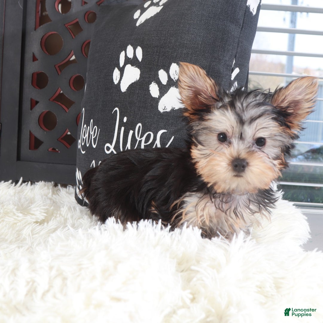 Yorkshire Terrier dogs for sale: Buckeye Teacup - Ad 4