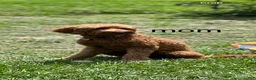 Goldendoodle dogs for sale: Goldendoodle Puppy 3 - Ad 3