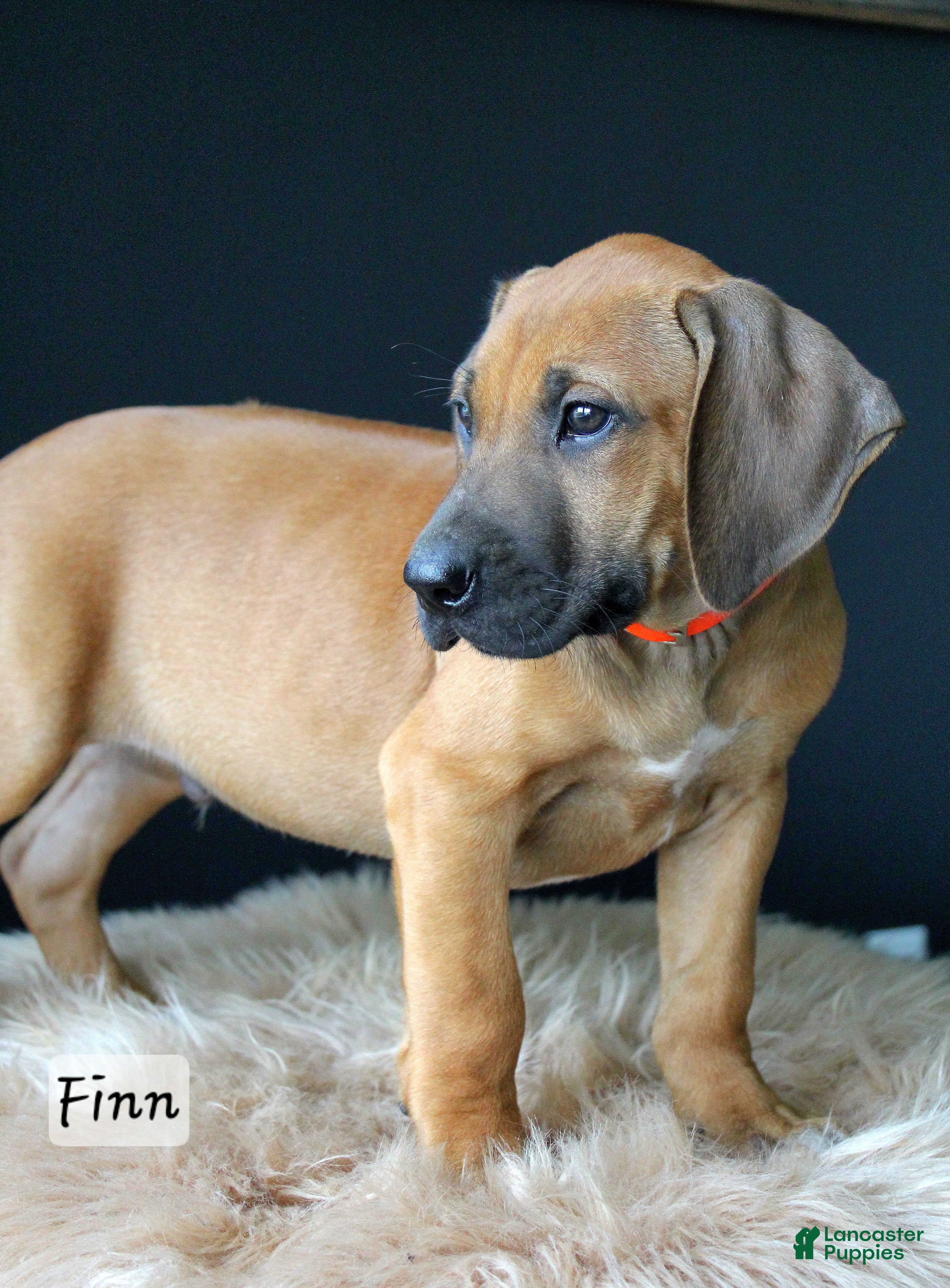 Rhodesian Ridgeback dogs Finn - Ad 1