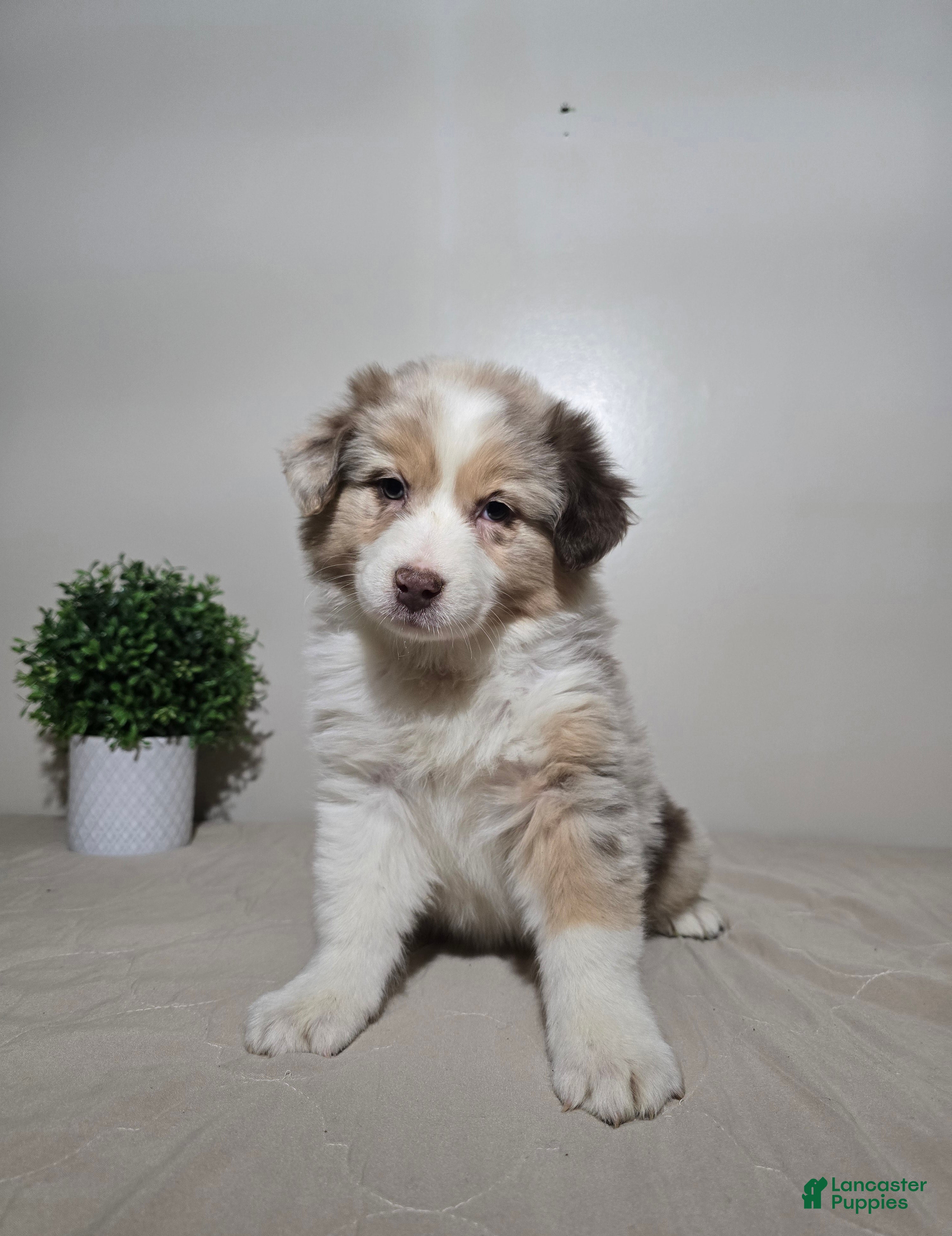 Australian Shepherd dogs Sadie - Ad 1